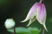 Clematis I AM&reg; RED ROBIN 'Zorero' PBRaf