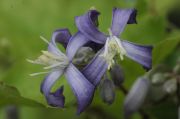 Clematis I AM&reg; STANISLAUS