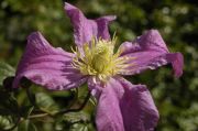 Clematis INSPIRATION&reg; 'Zoin' PBR