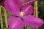 Clematis 'Jackmanii Rubra'