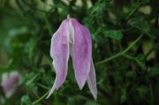 Clematis alpina 'Jacqueline du Pr�'