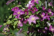 Clematis 'JOLLY GOOD' (Zojogo) PBRaf