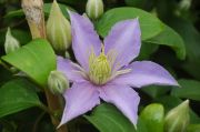 Clematis 'Justa'