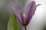 Clematis 'Juuli'