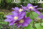 Clematis 'Kamila'