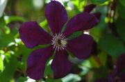 Clematis 'Kiev'