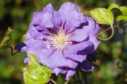 Clematis 'Kiri Te Kanawa'