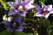 Clematis 'Koenigssohn'