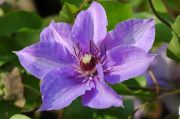 Clematis 'Koenigssohn'