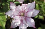Clematis 'Lasting Love'