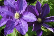 Clematis 'Lasurstern'