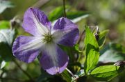 Clematis viticella 'Little Bas'
