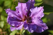 Clematis 'Lord Nevill'