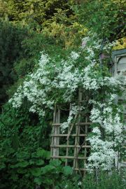 Clematis 'mandshurica'