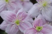 Clematis montana 'Mayleen'