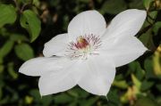 Clematis 'Miss Bateman'