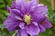 Clematis 'Mrs James Mason'
