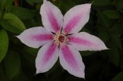 Clematis 'Nelly Moser'
