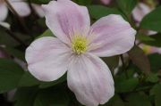 Clematis montana 'New Dawn'