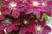 Clematis 'Niobe'