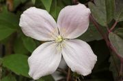Clematis montana 'Olga'