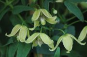 Clematis 'orientalis var. orientalis'