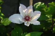 Clematis 'Otto Froebel'