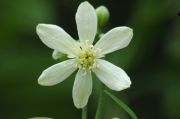 Clematis recta 'Pamela'