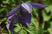 Clematis alpina 'Pamela Jackman'
