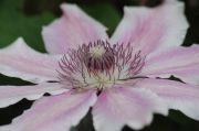 Clematis 'Parasol'