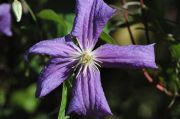 Clematis 'Perle dAzur'