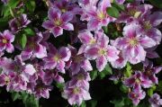 Clematis 'Piilu'