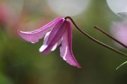 Clematis 'Pink Delight PBR'