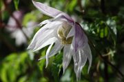 Clematis macropetala 'Pink Princess'