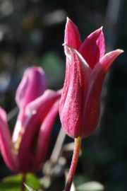Clematis texensis 'Princess Diana'