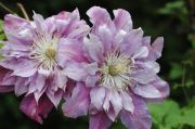Clematis 'Ragamuffin'