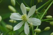 Clematis 'recta'