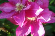 Clematis 'Red Cooler'