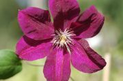 Clematis 'Rouge Cardinal'