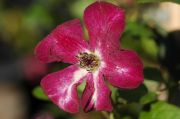 Clematis viticella 'Royal Velours'