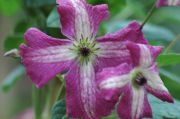 Clematis viticella 'Rubra'