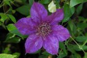 Clematis 'Sano-no-murasaki'