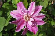 Clematis 'Scartho Gem'