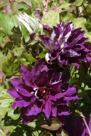 Clematis 'Shin-shigyoku'