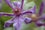 Clematis 'Sizaja Ptitsa'
