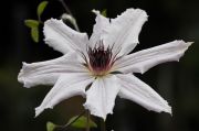 Clematis 'Snow Queen'