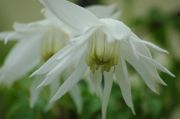 Clematis macropetala 'Snowbird'