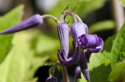 Clematis 'stans'