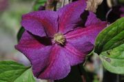Clematis 'Star of India'