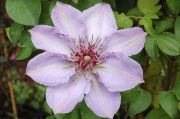 Clematis 'STILL WATERS'
